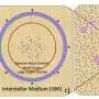 超新星尘埃可能是詹姆斯·韦伯太空望远镜最大谜题之一的原因